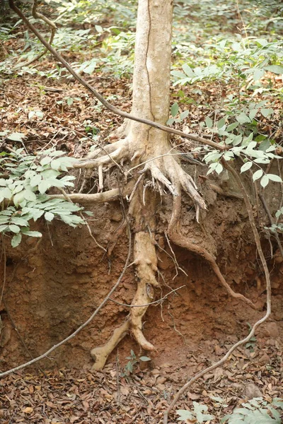 Φαρμακούχα Φυτά Roots Mud — Φωτογραφία Αρχείου