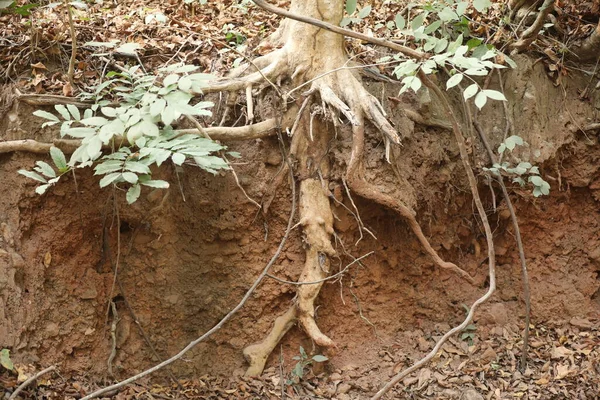 Φαρμακούχα Φυτά Roots Mud — Φωτογραφία Αρχείου