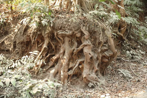 薬用植物泥の中の根 — ストック写真