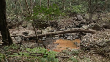 Ormandaki yosunlu kayaların arasından akan su