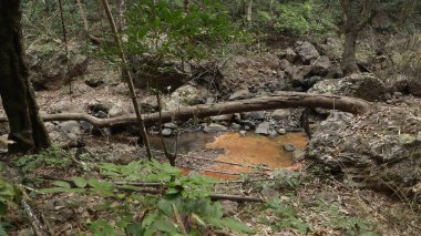Ormandaki yosunlu kayaların arasından akan su