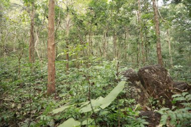 Hint Ormanında Tropik Ağaç Damlaları