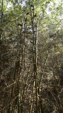 Ormandaki dev bambu çalılıkları.