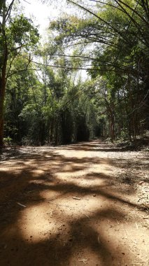 Ormandaki dev bambu çalılıkları.