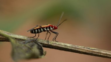 Tesisteki Kırmızı Böcek