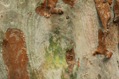 Ağaç Gövdesi deseni makro çekim