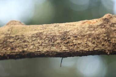 Ağaç Gövdesi deseni makro çekim