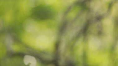 Görüntü Yapraklarının Mikro Görüntüsü