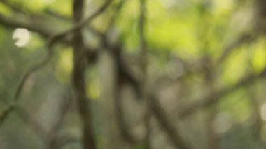 Görüntü Yapraklarının Mikro Görüntüsü