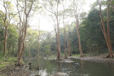 Ormandaki yosunlu kayaların arasından akan su