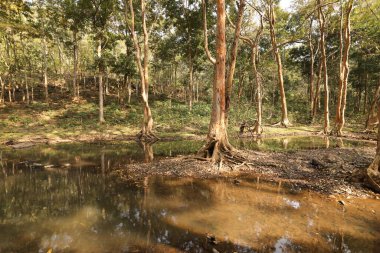 Ormandaki yosunlu kayaların arasından akan su