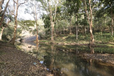 Ormandaki yosunlu kayaların arasından akan su