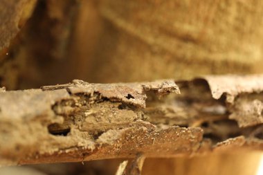 Ağaç Gövdesi deseni makro çekim