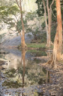 Ormandaki yosunlu kayaların arasından akan su