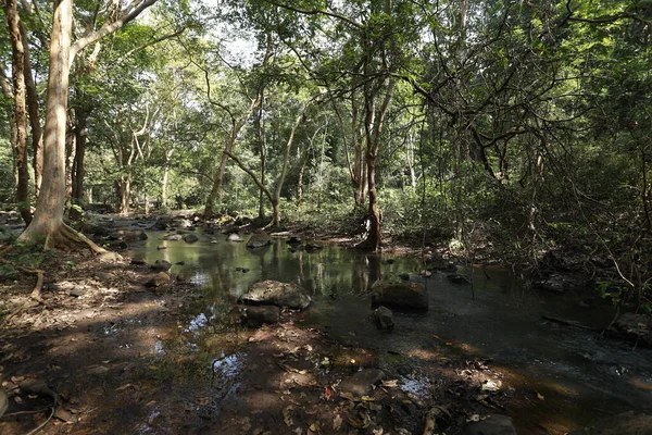 Тропические Стволы Деревьев Индийском Лесу — стоковое фото