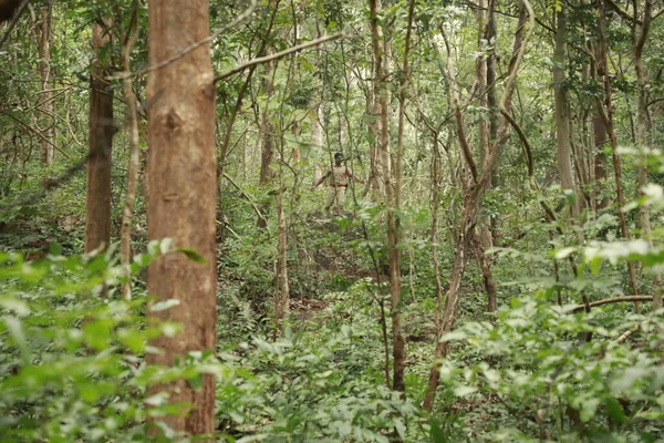 Hint Ormanında Tropik Ağaç Damlaları — Stok fotoğraf