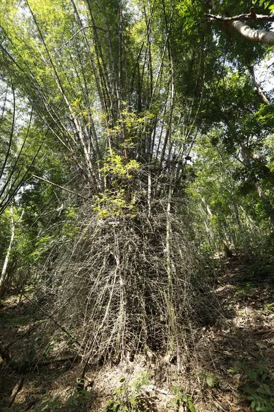 Hatalmas Bambusz Sűrű Dzsungelben — Stock Fotó