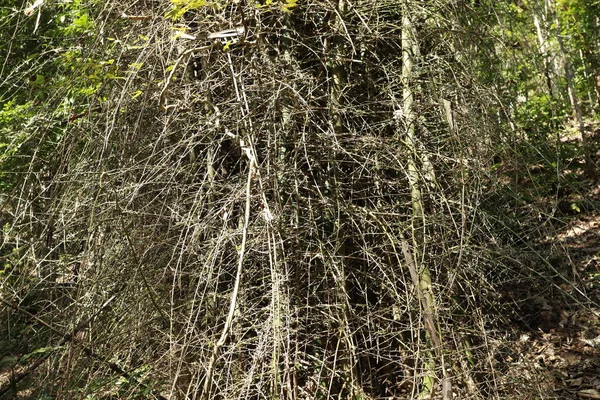 Enorme Bamboe Struiken Het Oerwoud — Stockfoto