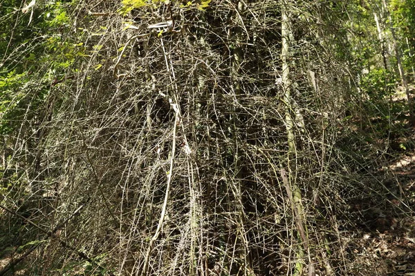 Enorme Bamboe Struiken Het Oerwoud — Stockfoto