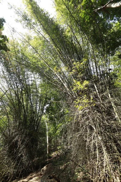 ジャングルの森の中の巨大な竹の茂み — ストック写真
