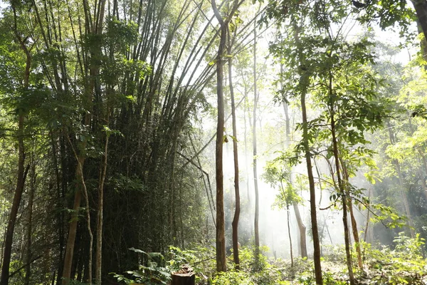 Ormandaki Dev Bambu Çalılıkları — Stok fotoğraf