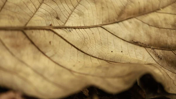 Dry Leaf Texture Macro Shot — 스톡 사진