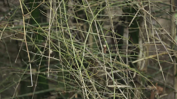Ogromne Bambusowe Zarośla Lesie Dżungli — Zdjęcie stockowe