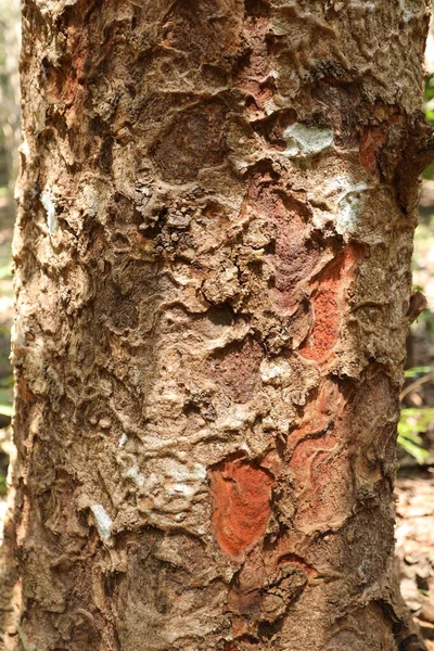 Δέντρο Trunk Υφή Μακροεντολή Πλάνο — Φωτογραφία Αρχείου
