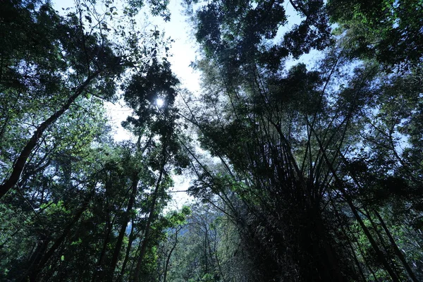 Enormes Matorrales Bambú Selva — Foto de Stock