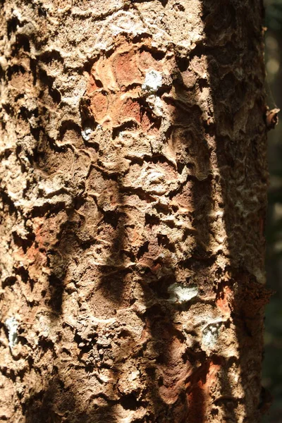 Tree Trunk Texture Macro Shot — Stock Photo, Image