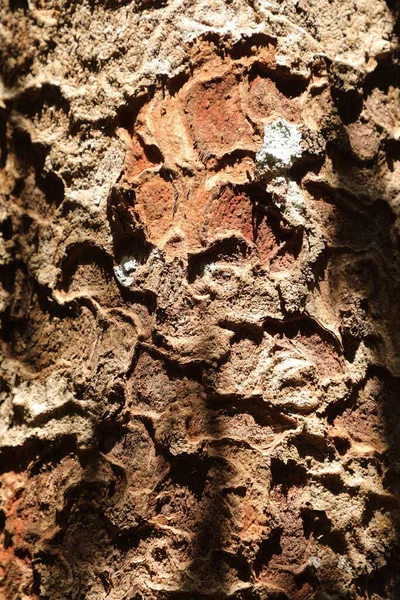 Arbre Tronc Texture Macro Shot — Photo