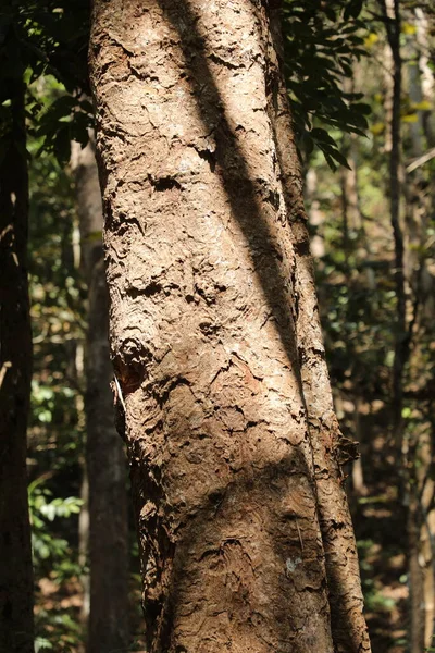 Tree Trunk Texture Macro Shot — Stock Photo, Image