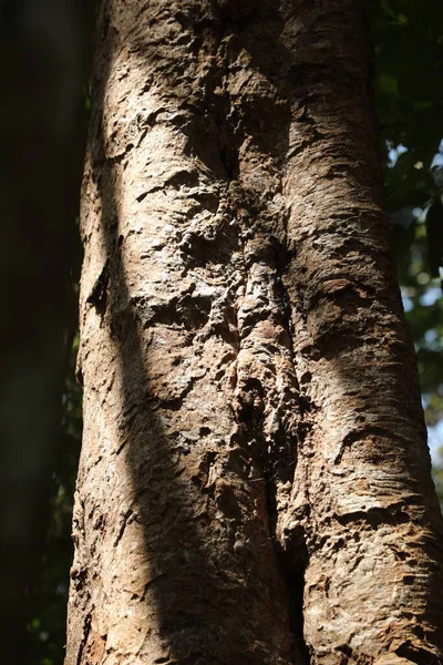 Träd Stam Struktur Makro Skott — Stockfoto