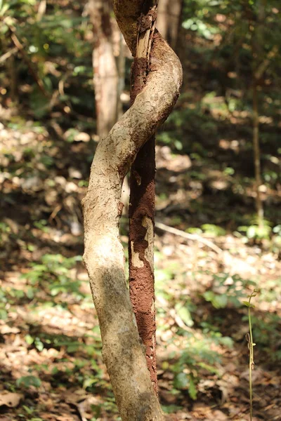 Trópusi Fatörzsek Indiai Erdőben — Stock Fotó