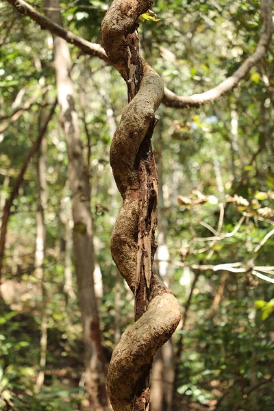 Tropischer Baumstempel Indischen Wald — Stockfoto