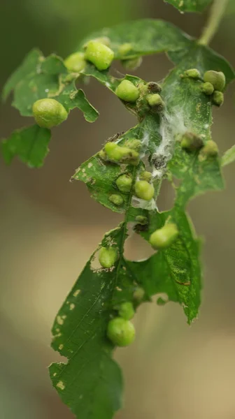 Индийское Лекарственное Растение Природе — стоковое фото
