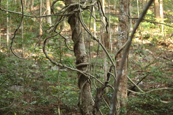 Tropical Tree Stemps Indian Forest — Stock Photo, Image