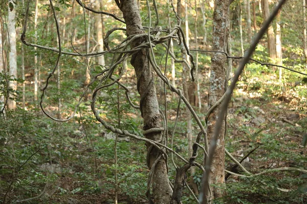 Albero Tropicale Stemps Nella Foresta Indiana — Foto Stock