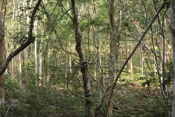 Tropical Tree Stemps Indian Forest — Stock Photo, Image