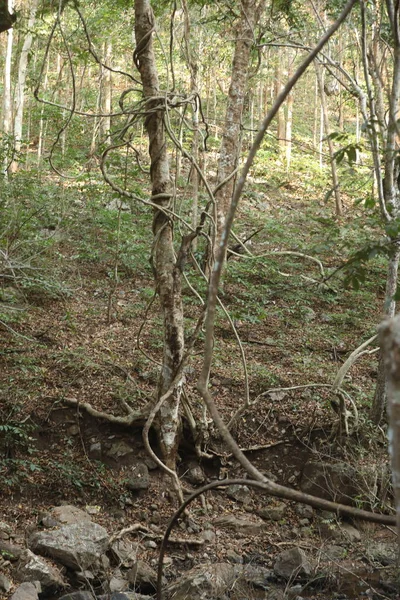 Temps Árboles Tropicales Bosque Indio — Foto de Stock