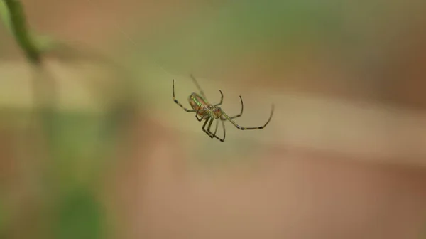 Macro Disparo Una Araña — Foto de Stock