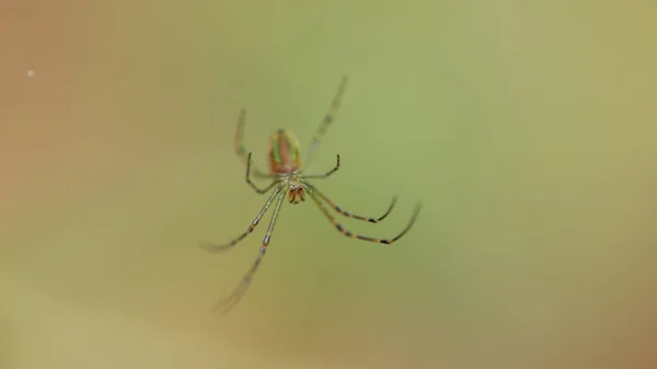 Макро Знімок Павука — стокове фото