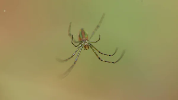 Macro Tiro Uma Aranha — Fotografia de Stock