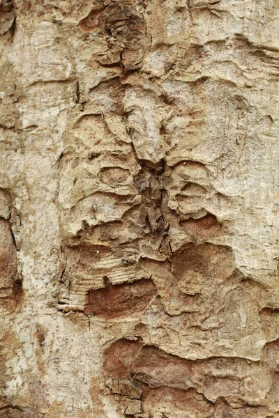 Макроснимок Текстуры Ствола Дерева — стоковое фото