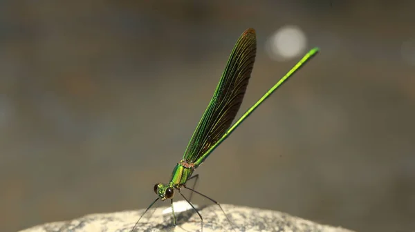 Macro Shot Dragon Fly Stone — Stock Photo, Image