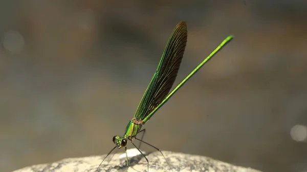 Macro Shot Dragon Fly Stone — Stock Photo, Image