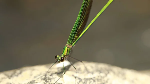 Makro Záběr Dračí Mouchy Kameni — Stock fotografie