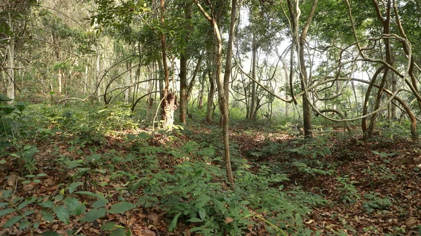 Albero Tropicale Stemps Nella Foresta Indiana — Foto Stock