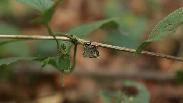 植物の赤い虫 — ストック写真