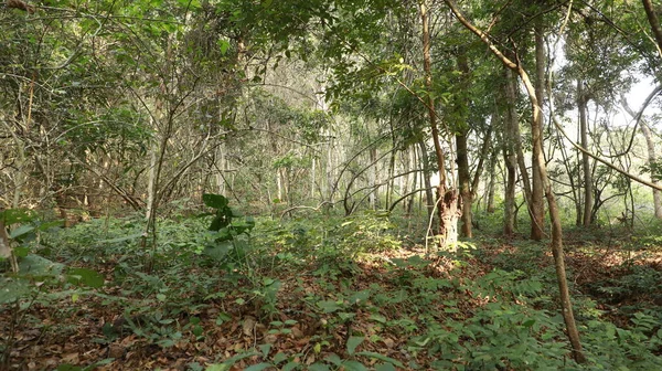 Tropiska Trädstammar Indiska Skogen — Stockfoto